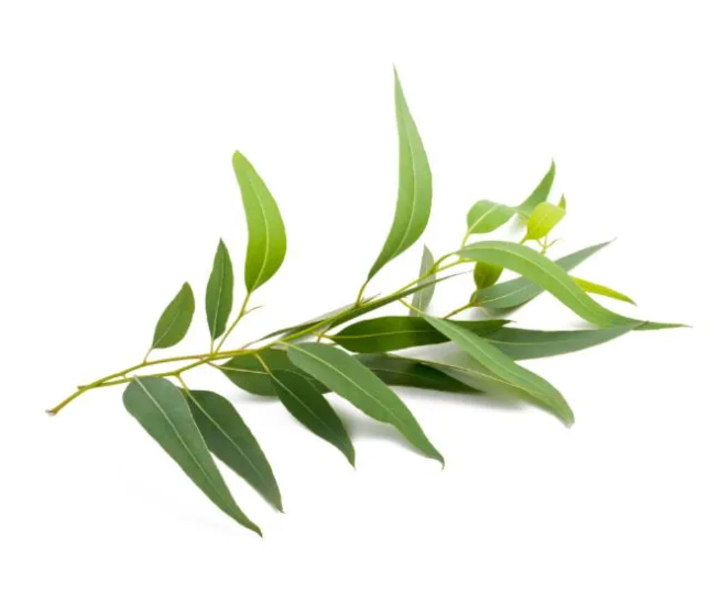 Jedwards Essential Oils Eucalyptus Tea Tree Lavender Peppermint Choose Type Size