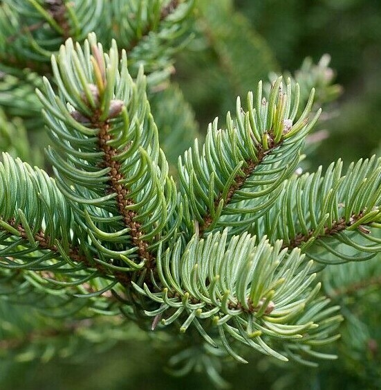 BALSAM FIR IDAHO ESSENTIAL OIL AROMATHERAPY GLASS BOTTLE 0.5 OZ 1 OZ