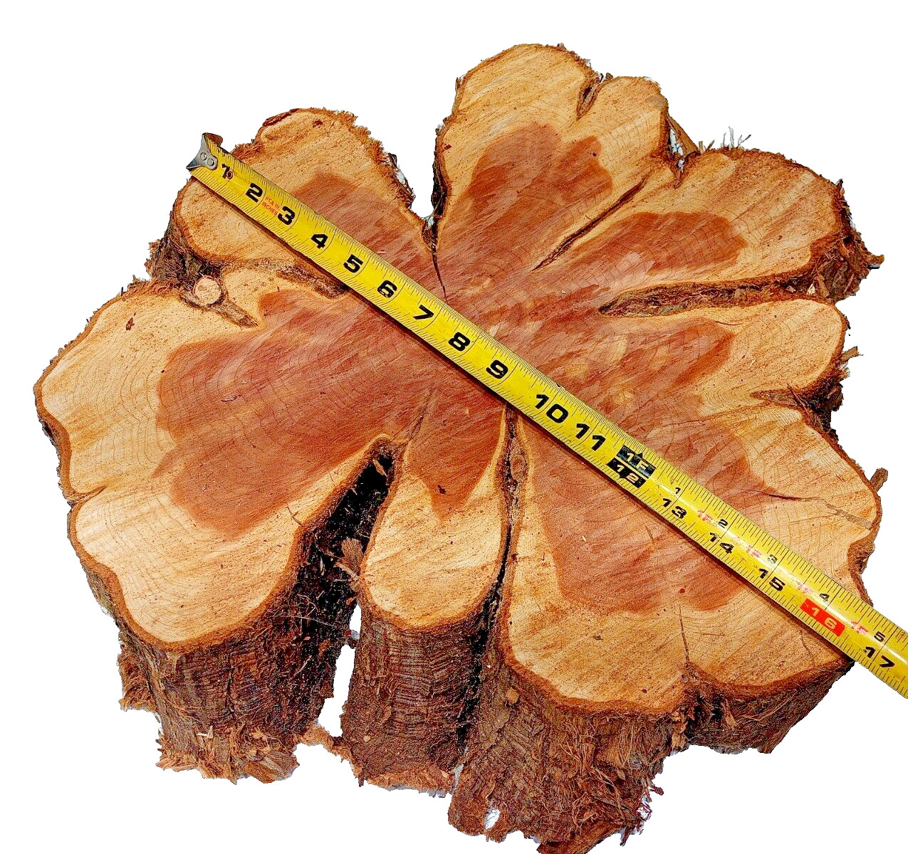Aromatic FRESH CUT Red Cedar BIG Chain Sawed Wood Cookie Live Edge SHIPs FREE!