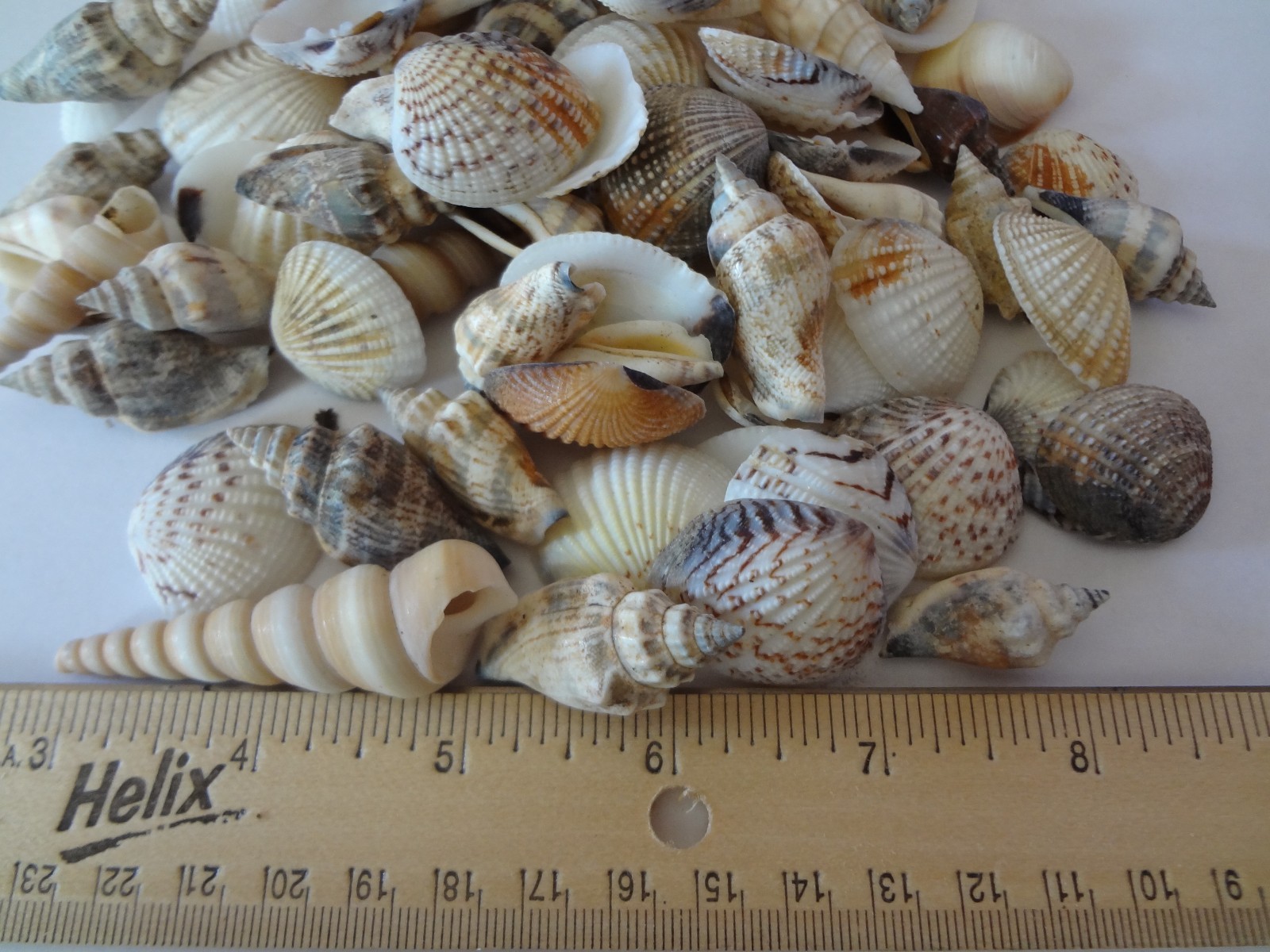 Seashells 2 Pounds lbs Medium Assorted Mix Bulk Decorative Arts Crafts
