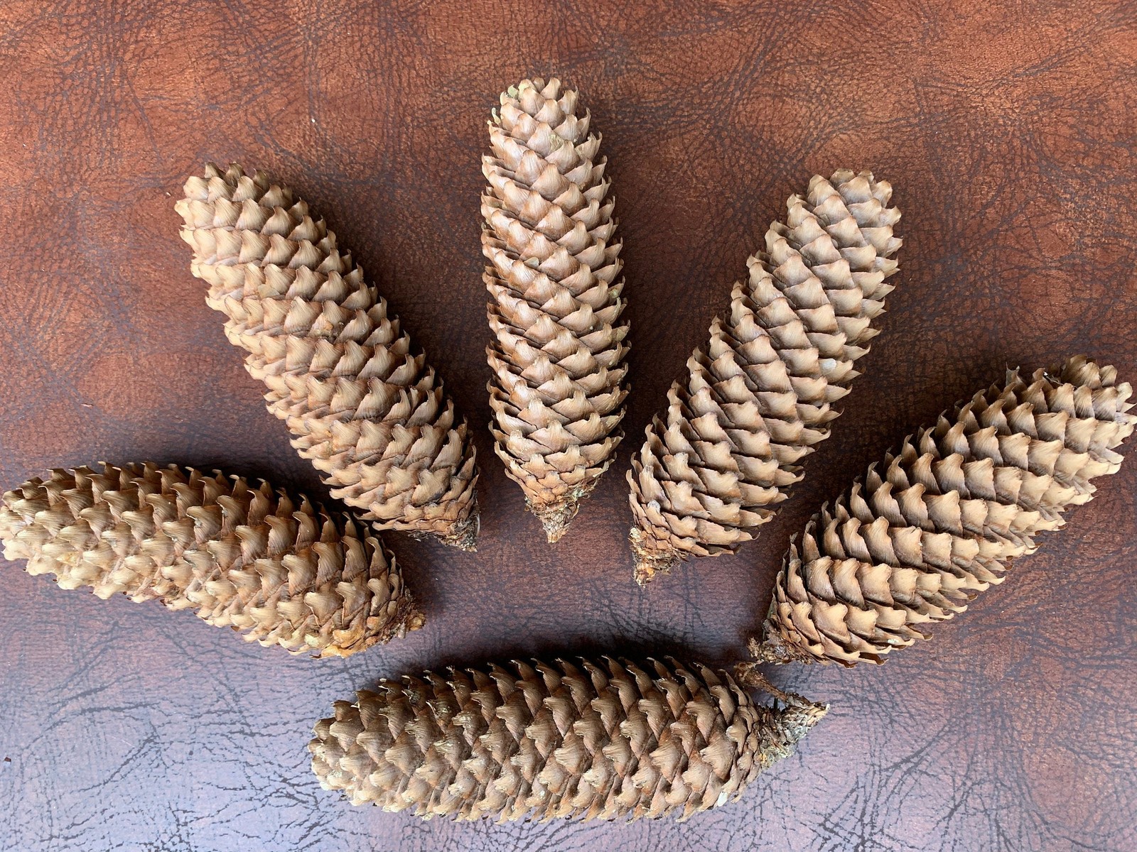 Pine Cones, Larger, Norway Spruce, 25 count, not weathered or gray