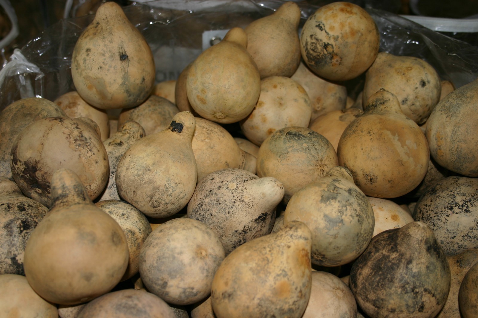 GOURDS 50 PEAR SHAPED GOURDS ( DRIED, CLEAN, & CRAFT READY)