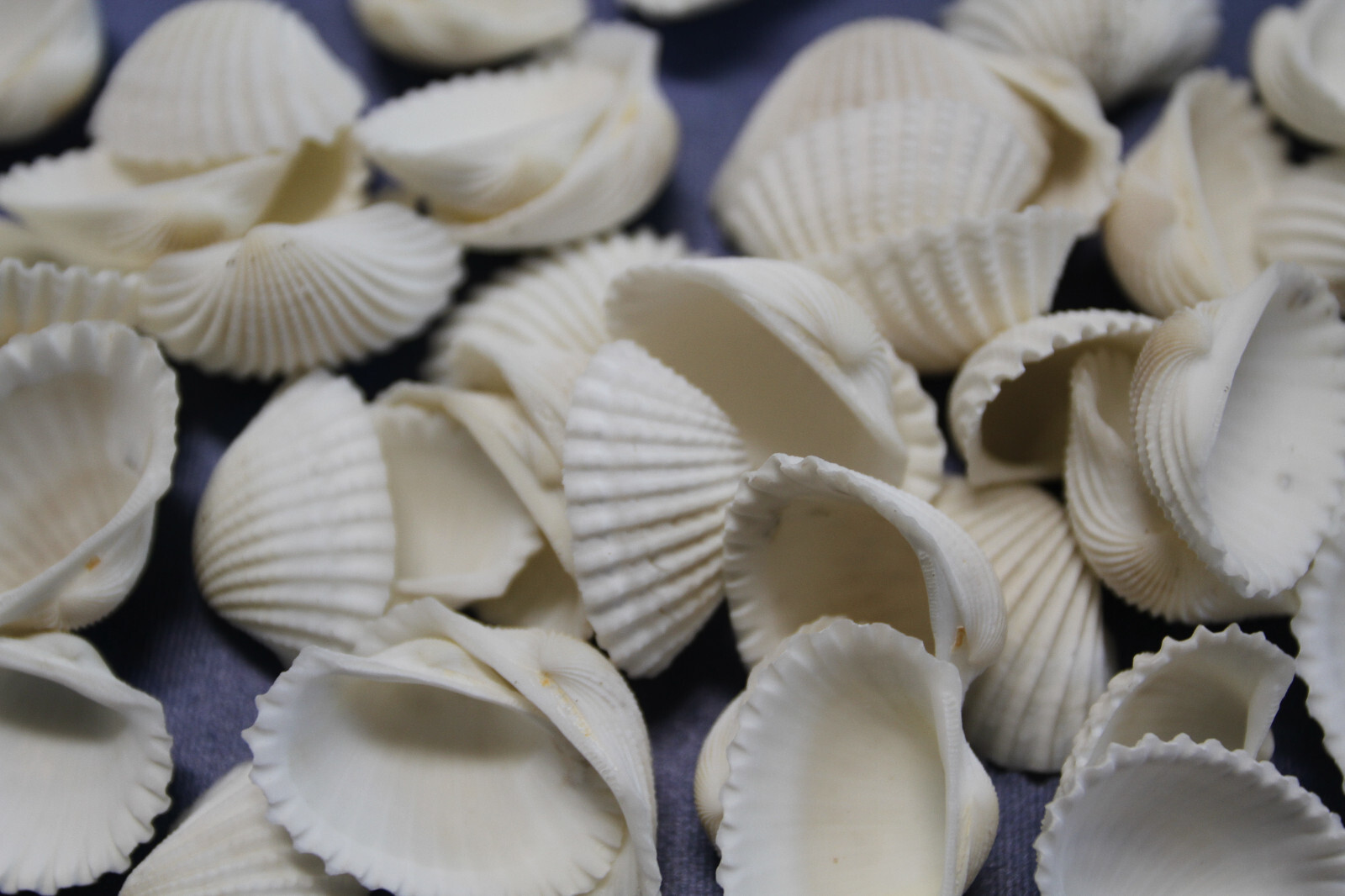 WHITE ARK CRAFT SESHELLS, Sailors Valentines, Beach Decor, Bath Decor, SS-502