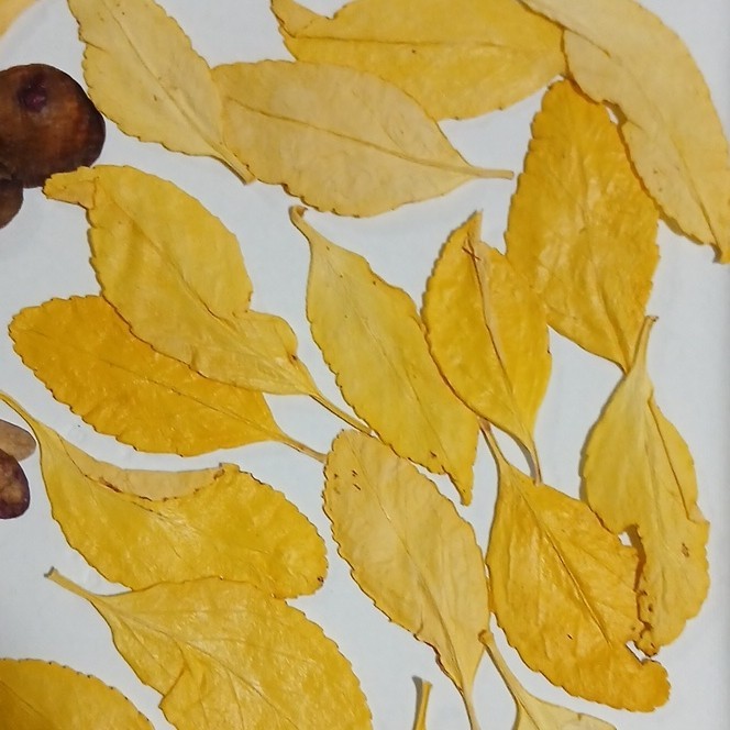 Dried Mixed Flowers, Pods & Leaves Assortment, Multiple Parts, Craft Use