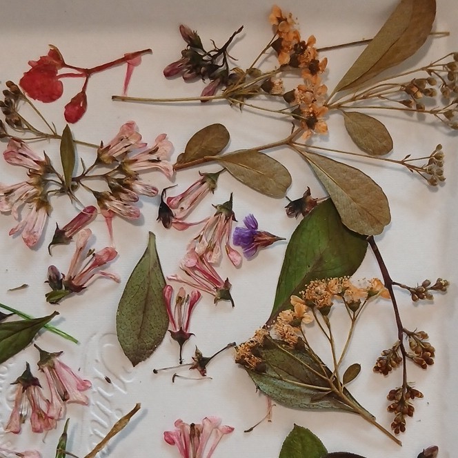 Pressed Dried Mixed Flowers & Leaves Assortment, Multiple Parts, Craft Use