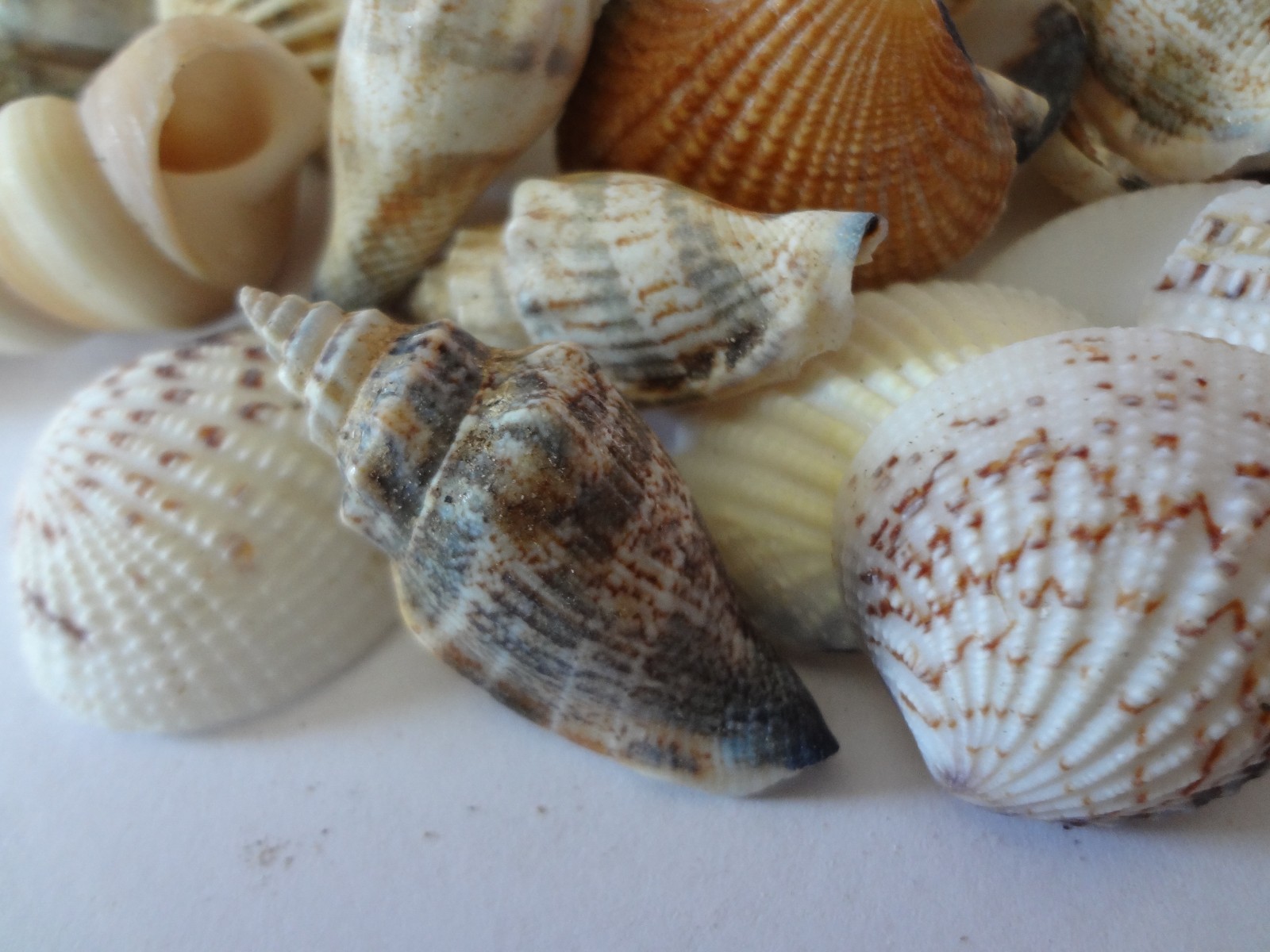 Seashells 2 Pounds lbs Medium Assorted Mix Bulk Decorative Arts Crafts