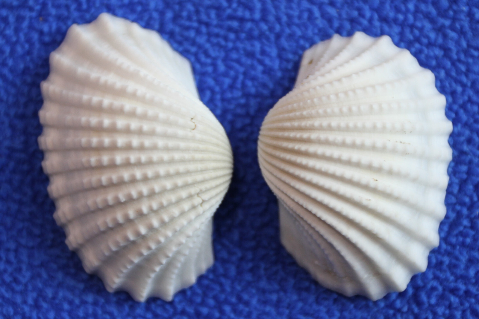 WHITE ARK CRAFT SESHELLS, Sailors Valentines, Beach Decor, Bath Decor, SS-502