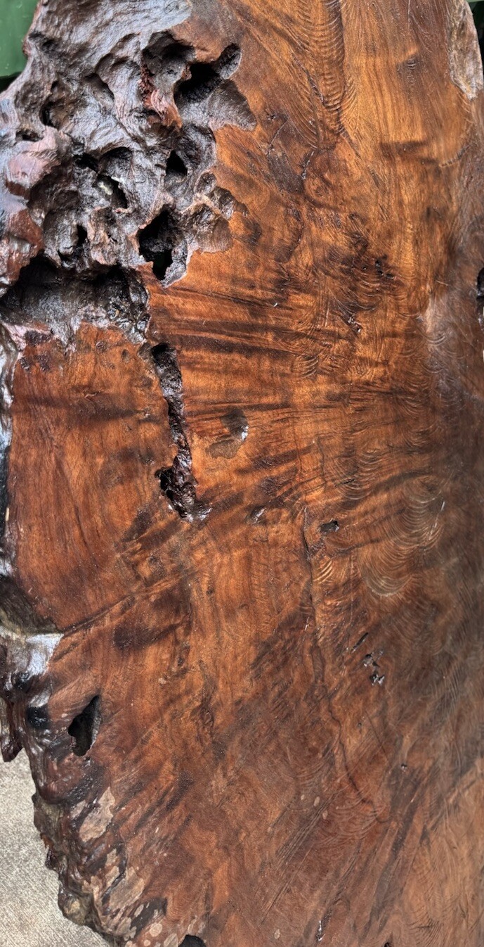 1296 Camphor burl wood turning blank ,hybrid Scale,Dried,52”x 27”x 2 1/4”
