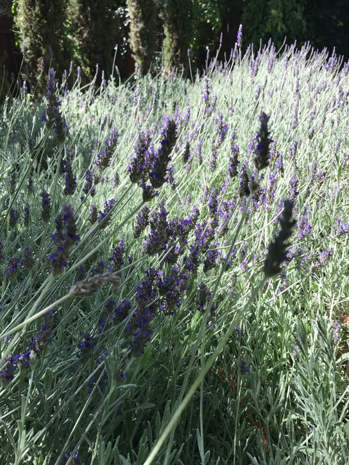 USA California Organic Natural Air Dried Lavender 25+ Flowers