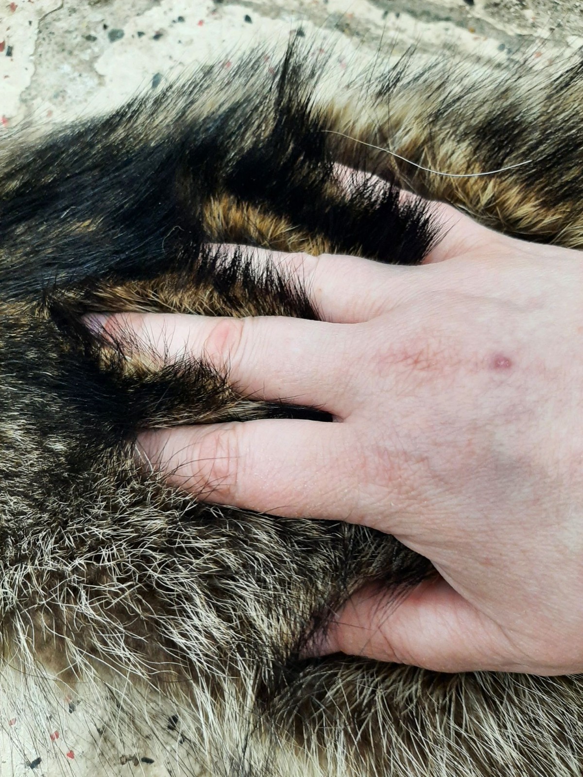 Soft Tanned Raccoon, Imperfect Grade, Well Furred