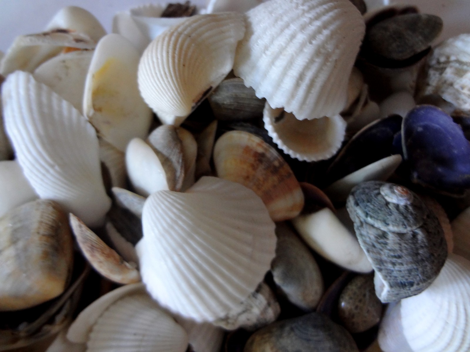 Seashells 2 Pounds lbs Small Assorted Mix Bulk Decorative Arts Crafts