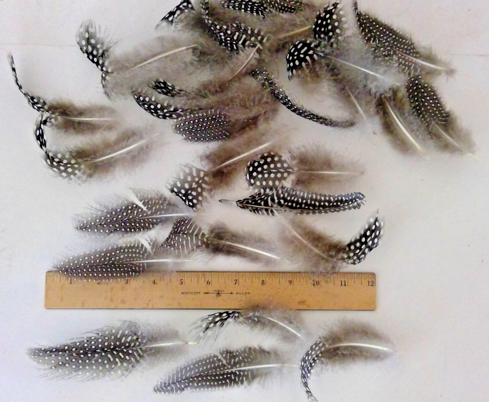 25 Natural Pearl Guinea Fowl Feathers ~4 to 6+ Inches Long Cruelty-Free USA