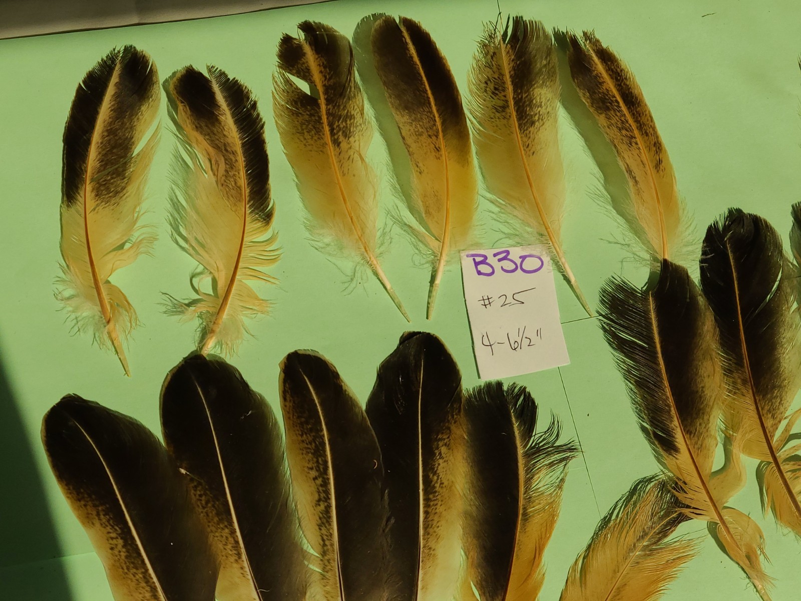 25 multicolor Chicken Feathers 4 – 6 1/2″ cruelty-free jewelry crafts B30