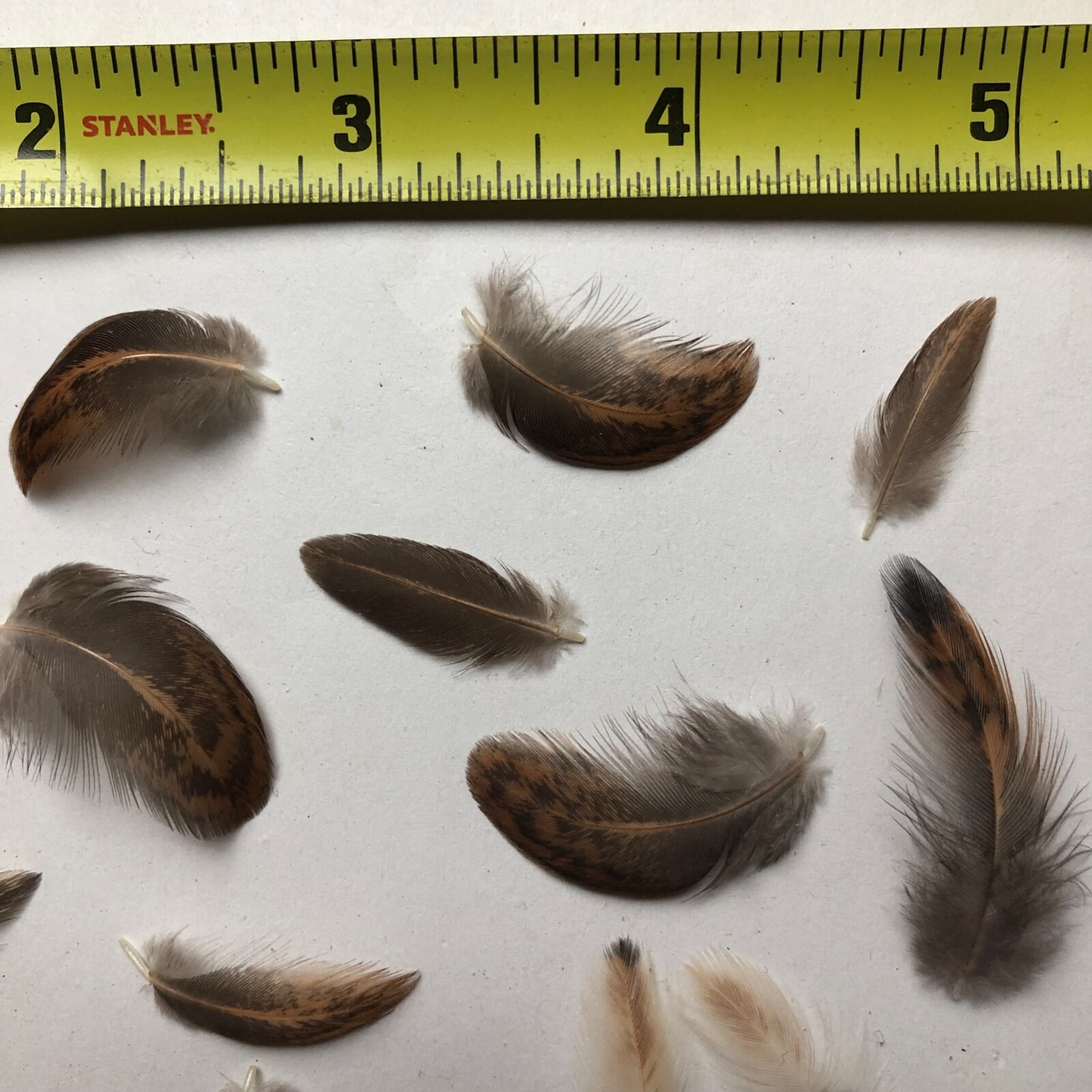 15 Miniature MINI Black & Brown USA Chicken Feathers Real Natural Cruelty Free