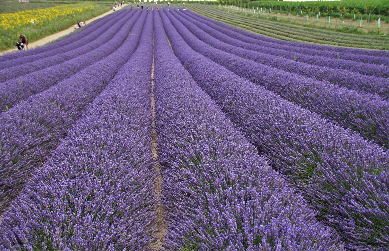 Pound Dried Lavender Flowers 2LB Bulk Natural Lavender Buds Perfect for Wedding