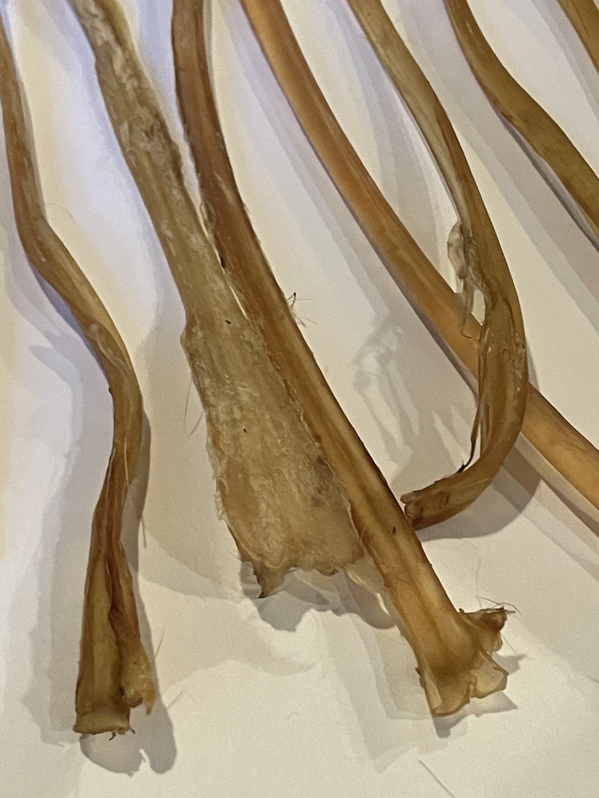 Deer Leg Sinew 11 Pieces Genuine Primitive Crafts Bow Arrow Native Authentic US
