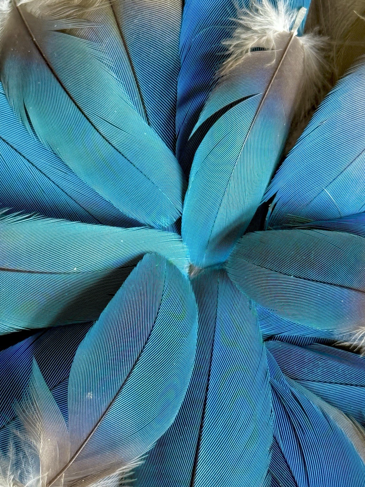 Lot of 300 Macaw Royal , Sky Blue and Turquoise Naturally Molted Feathers 5”-1”