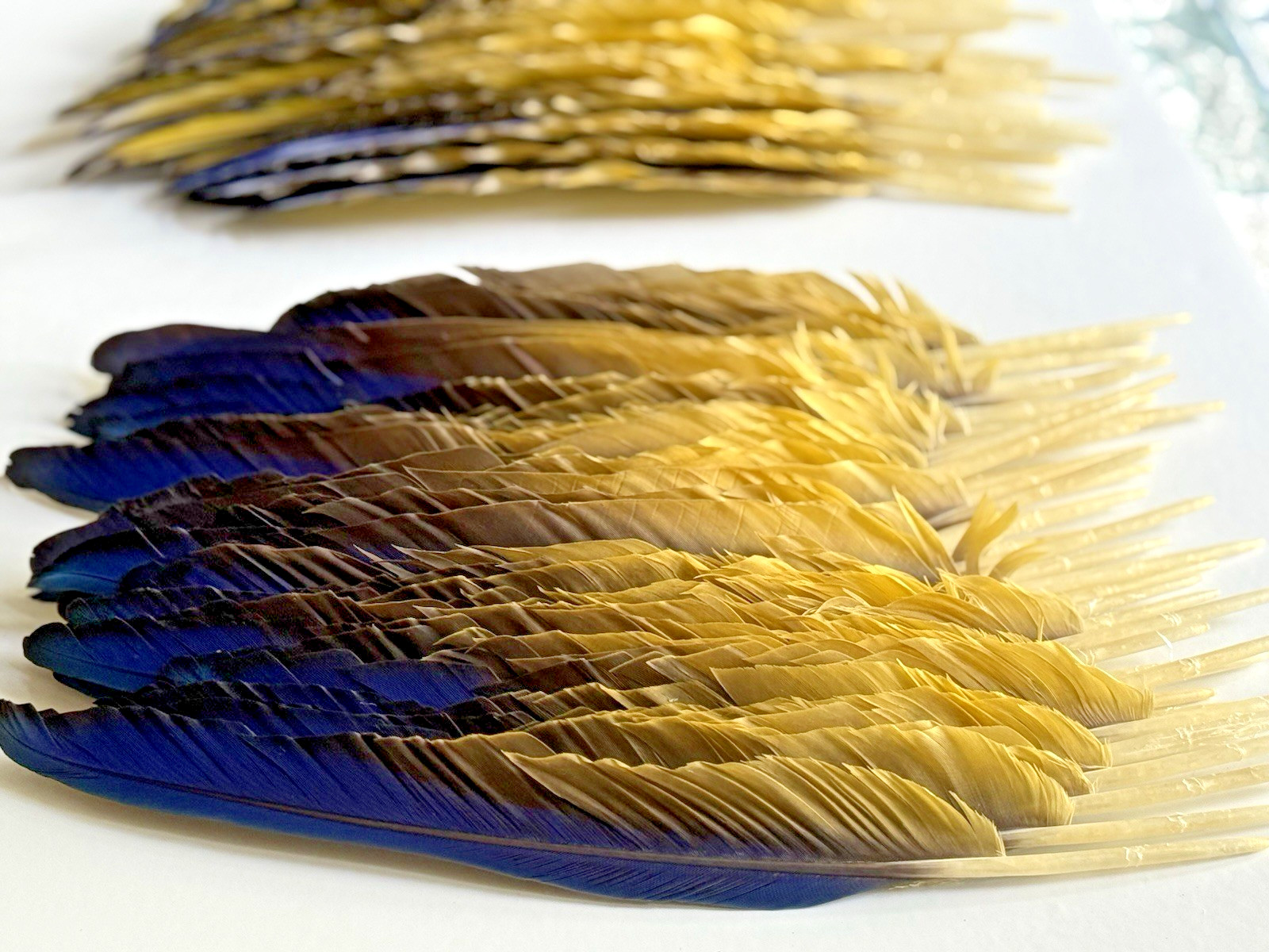 142 CLEAN Blue & Gold Macaw Assorted Wing Feathers Naturally Molted 13-9″