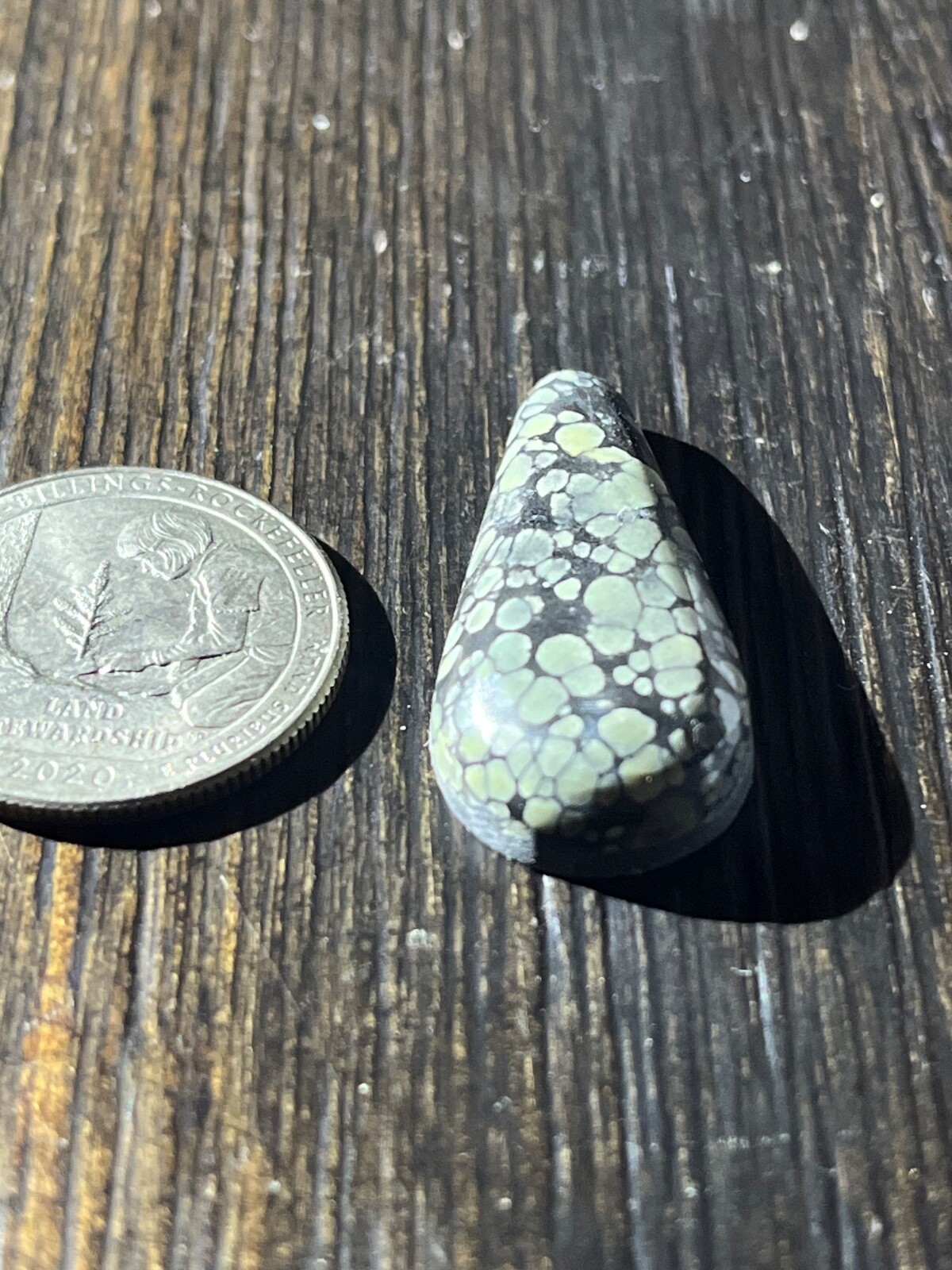 Tree Frog Variscite mine 19.55 ctw Pear Tear drop Cabochon NV, USA