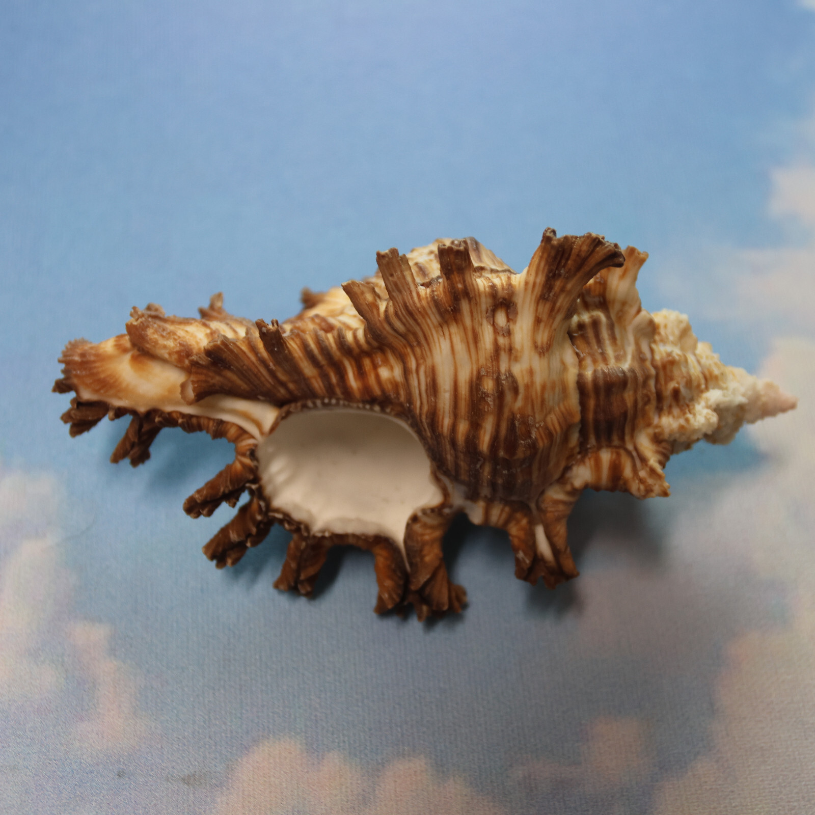 MUREX PALMAROSA, Sailor Valentines, Upscale Seashells For Crafting SS-476