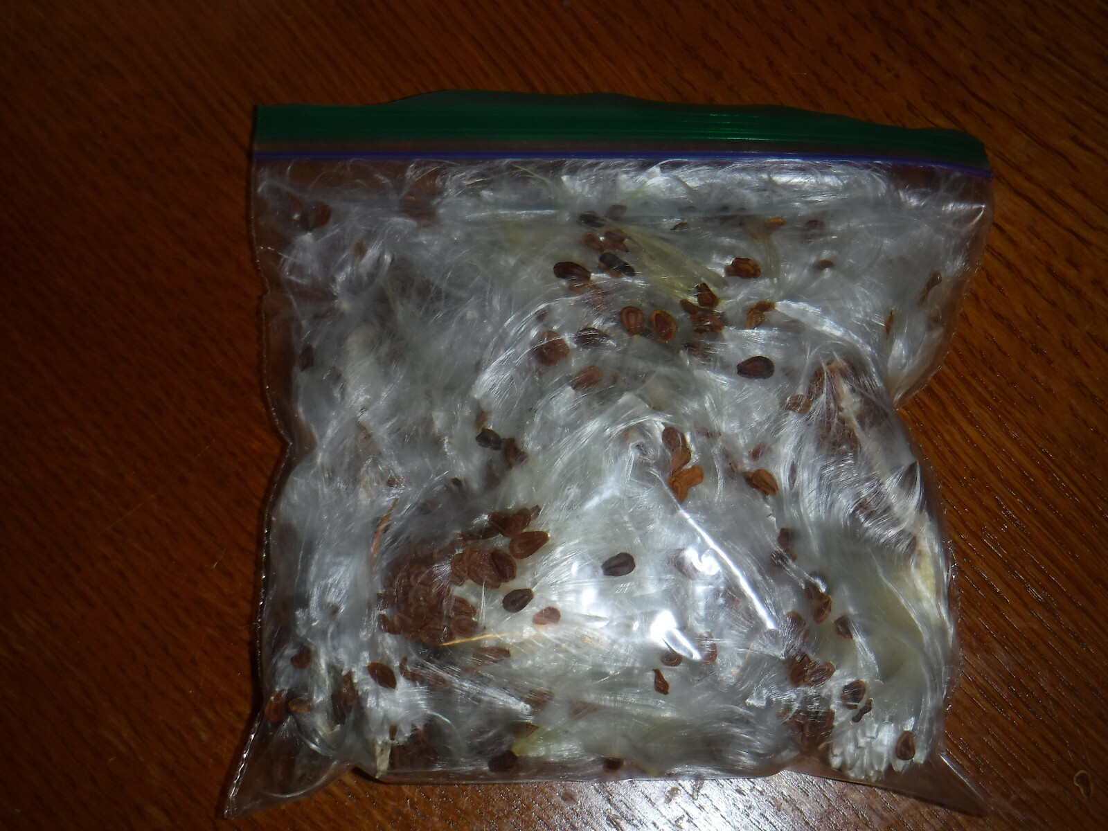 1/2+ oz Bag Milkweed Seed Fluff Floss Wind Checker Arts Crafts Fire Starters