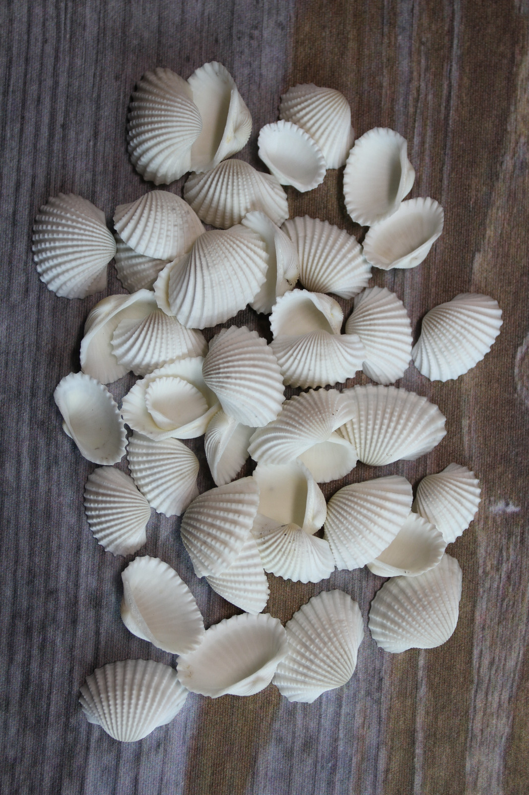 WHITE ARK CRAFT SESHELLS, Sailors Valentines, Beach Decor, Bath Decor, SS-502