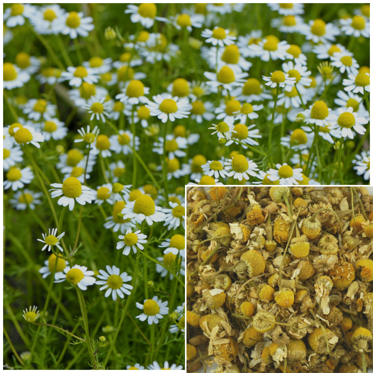 Chamomile Flowers, organic, soap making supplies, herbal extracts.