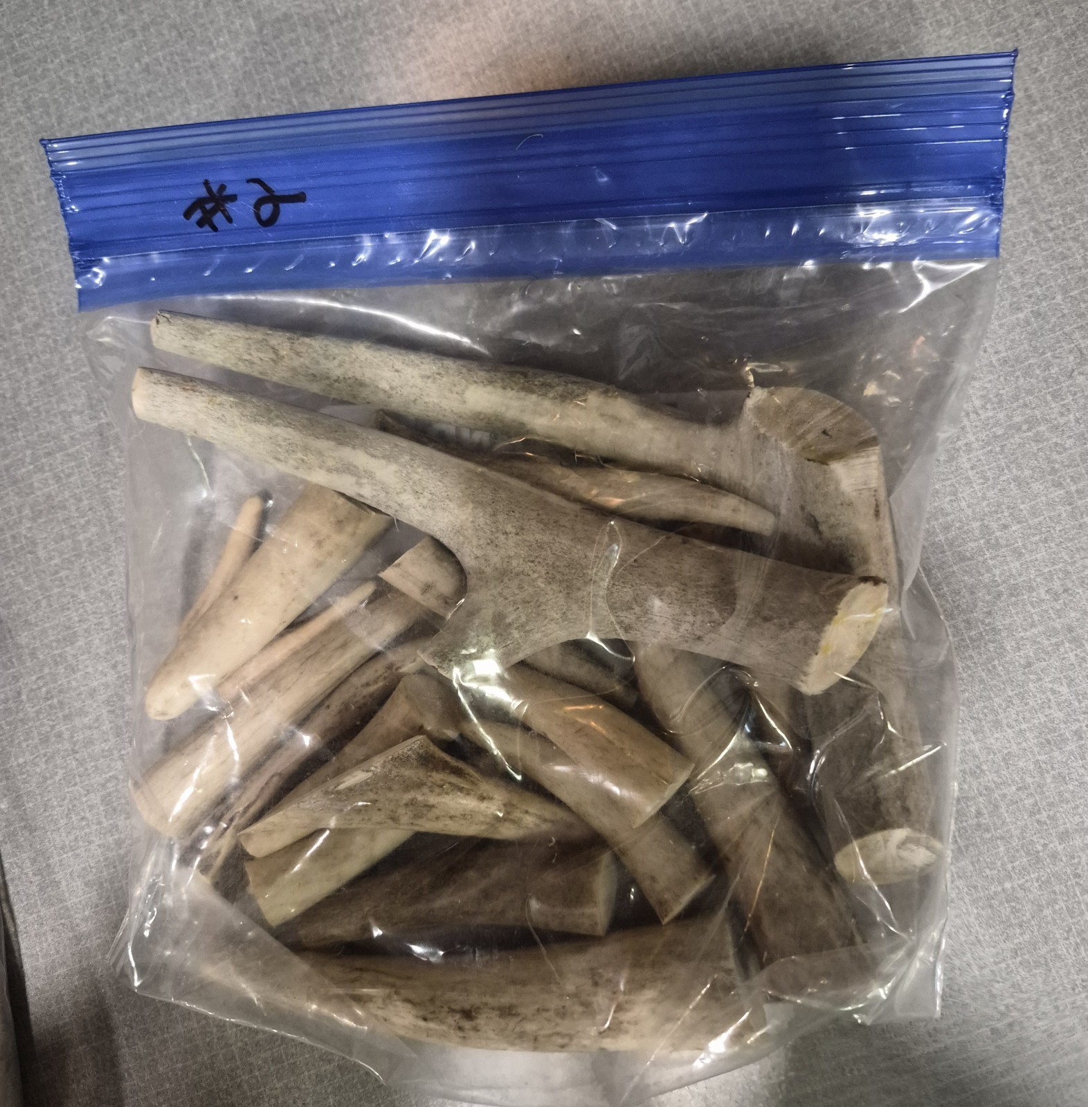 1# Bag Elk Antler Crafting Tips 12-15 Pieces & FREE SHIPPING!