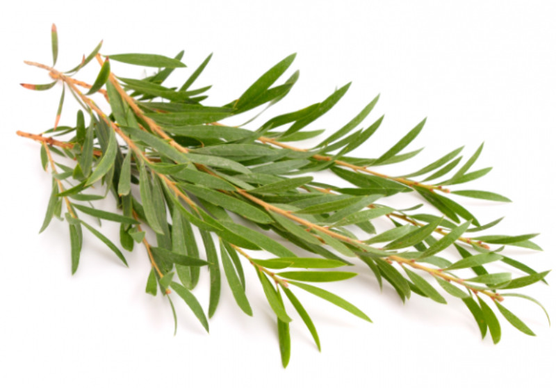 Tea Tree Oil (Melaleuca Alternifolia) 15mL – Cleansing, Purity, Promotes Healing