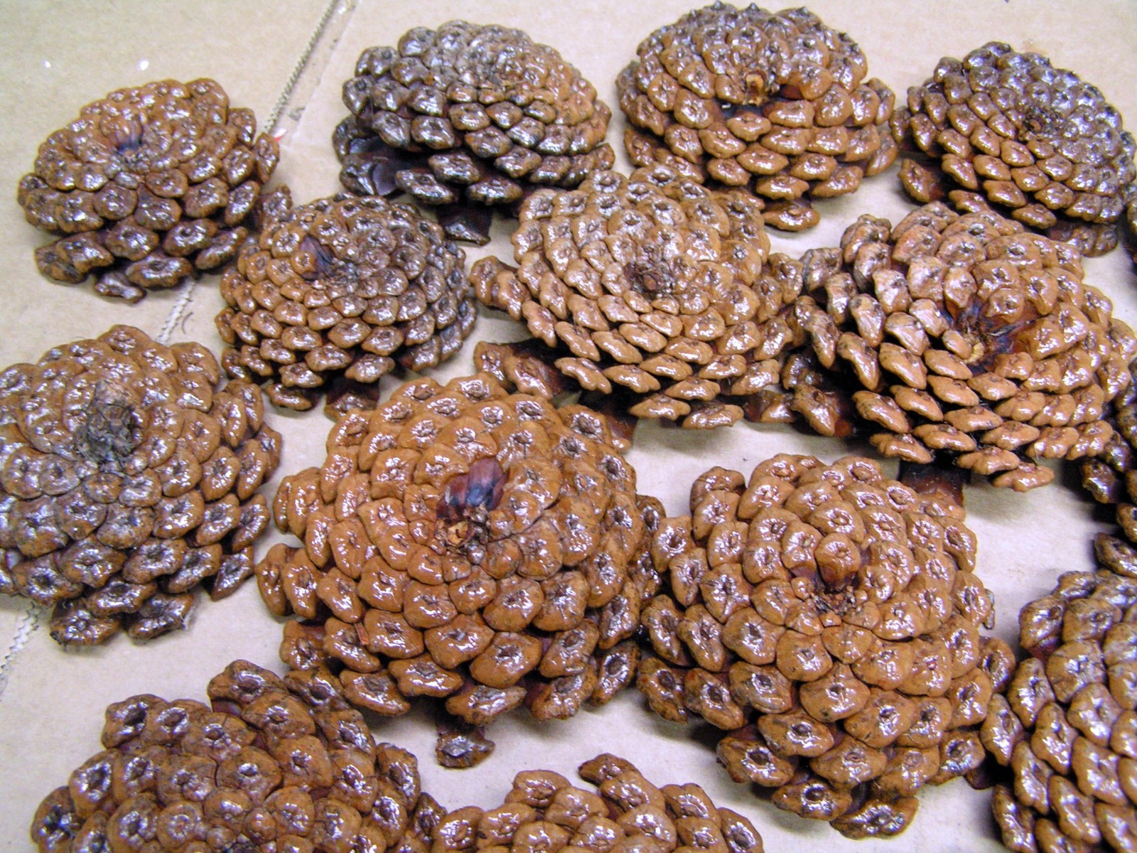 TWENTY THREE Pine cone flowers, crafting slices, zinnia flowers, wreaths, KKS