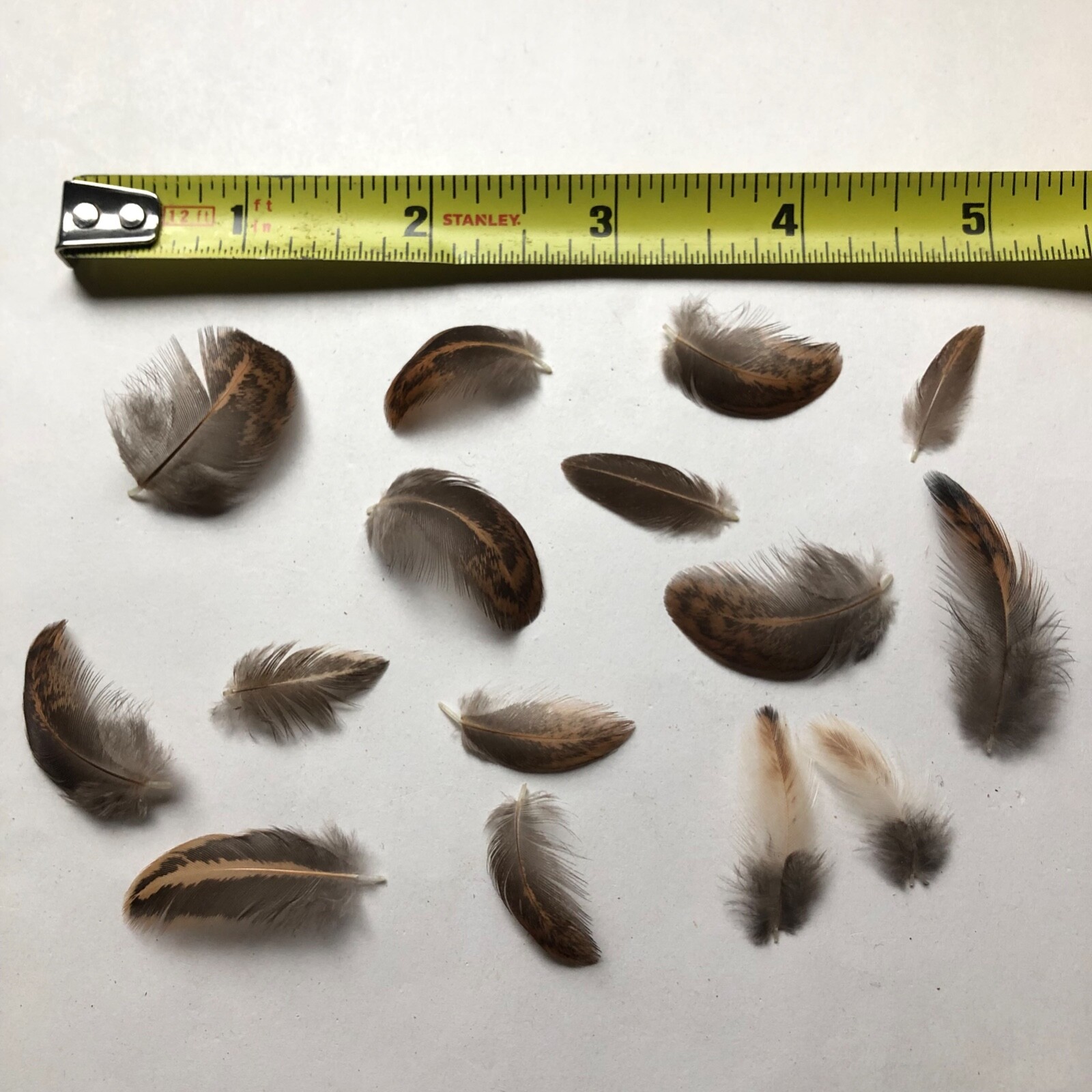 15 Miniature MINI Black & Brown USA Chicken Feathers Real Natural Cruelty Free