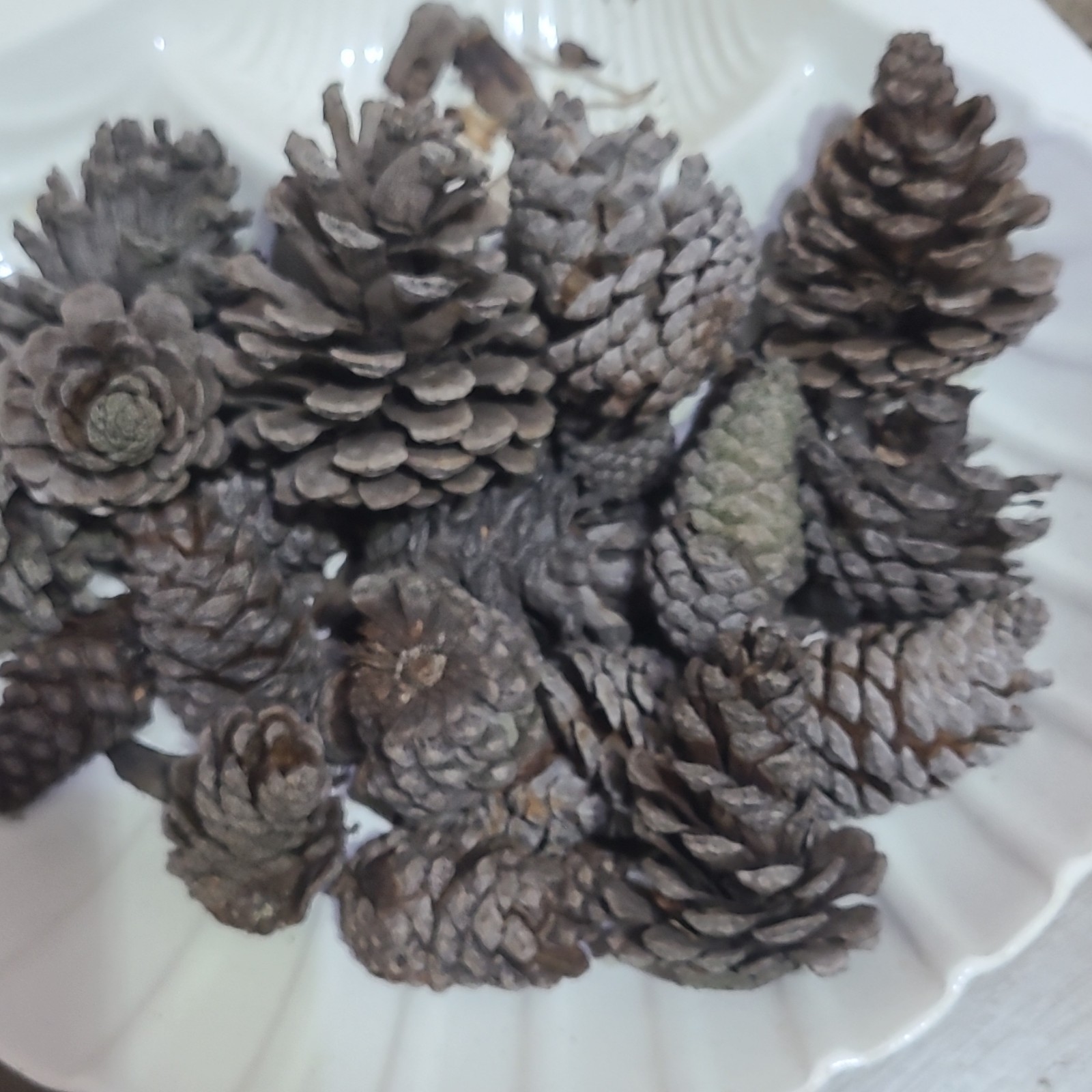 Mixed Assorted Natural Pine Cones Craft Lot, Multiple Pinecones