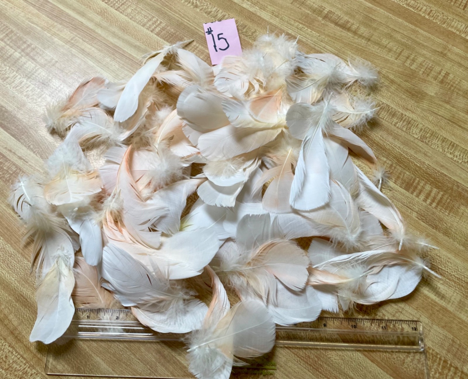 Cruelty-Free Naturally Shed Pet Parrot Feathers for Crafts