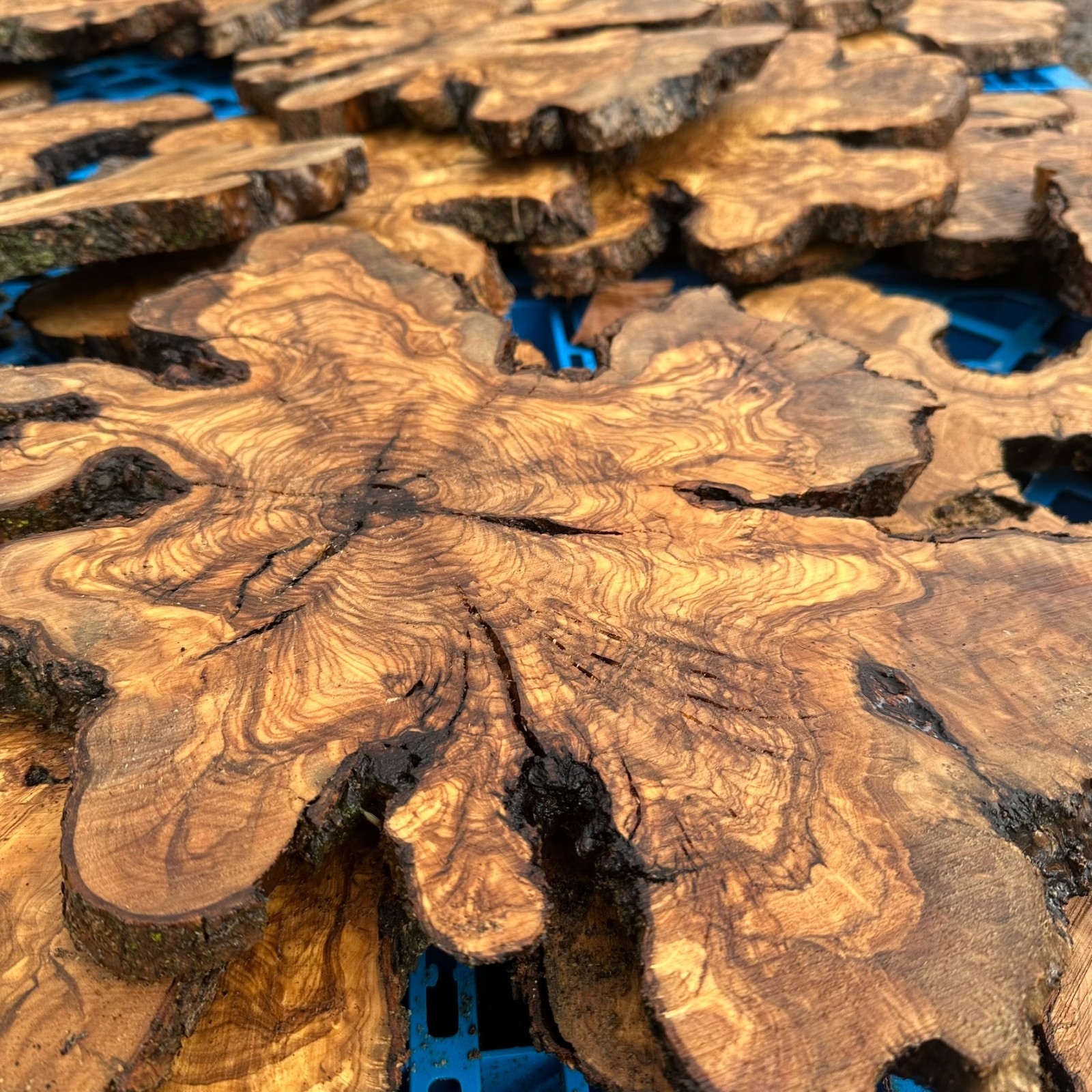 Set of 5 Olive Wood Live Edge Burl Cookies for Resin Projects, Wood Art