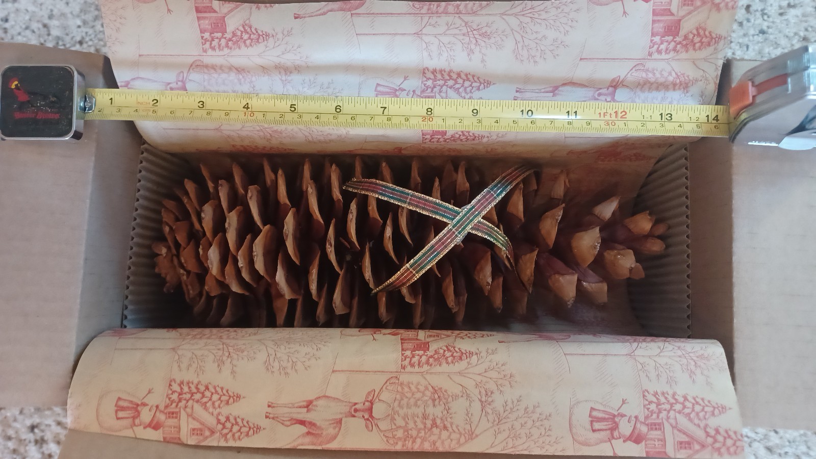 One Giant Sugar Pine Cone, 12″ to 14″ long. Baked, hardened, cleaned.