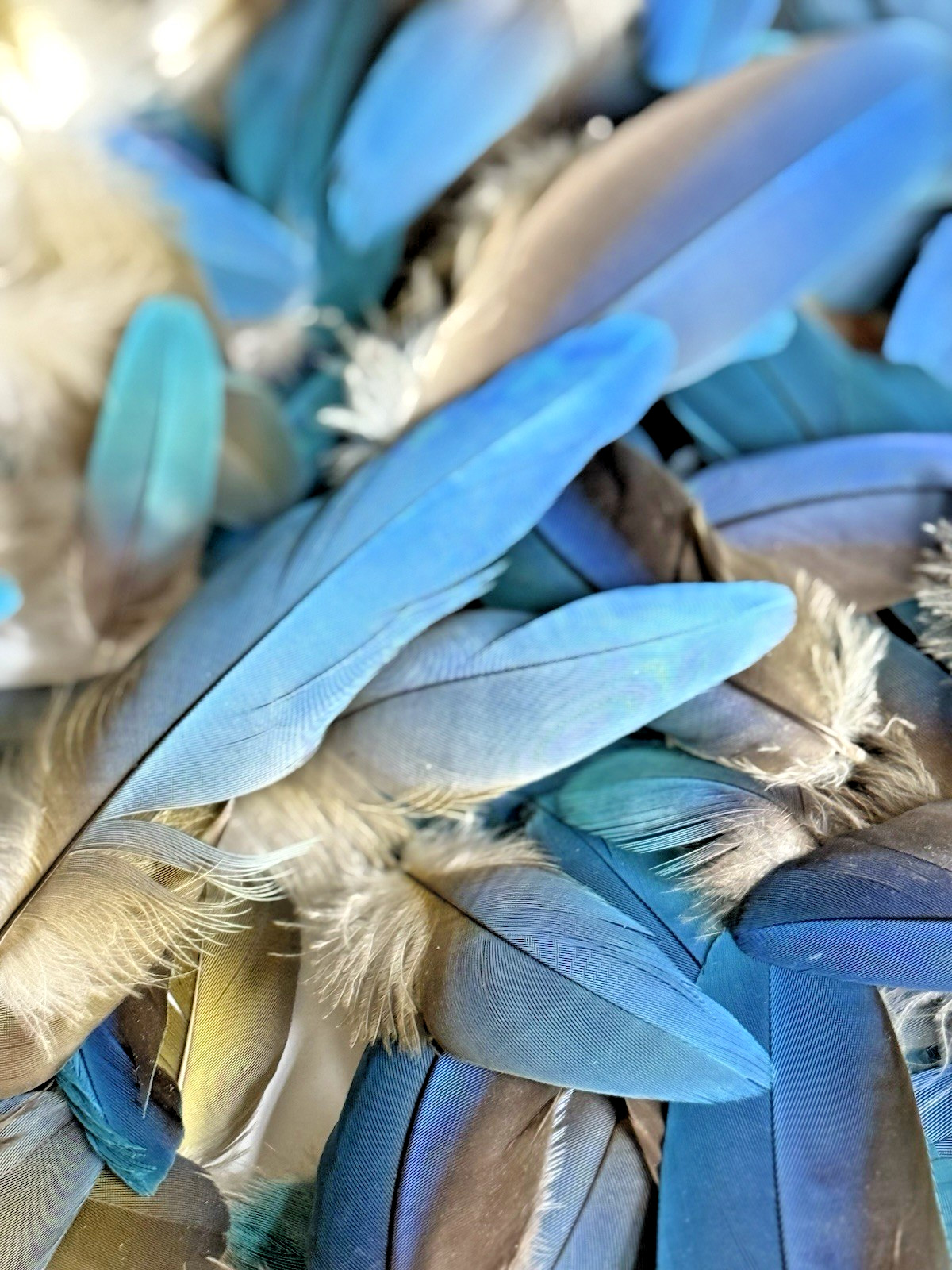 Lot of 300 Macaw Royal , Sky Blue and Turquoise Naturally Molted Feathers 5”-1”