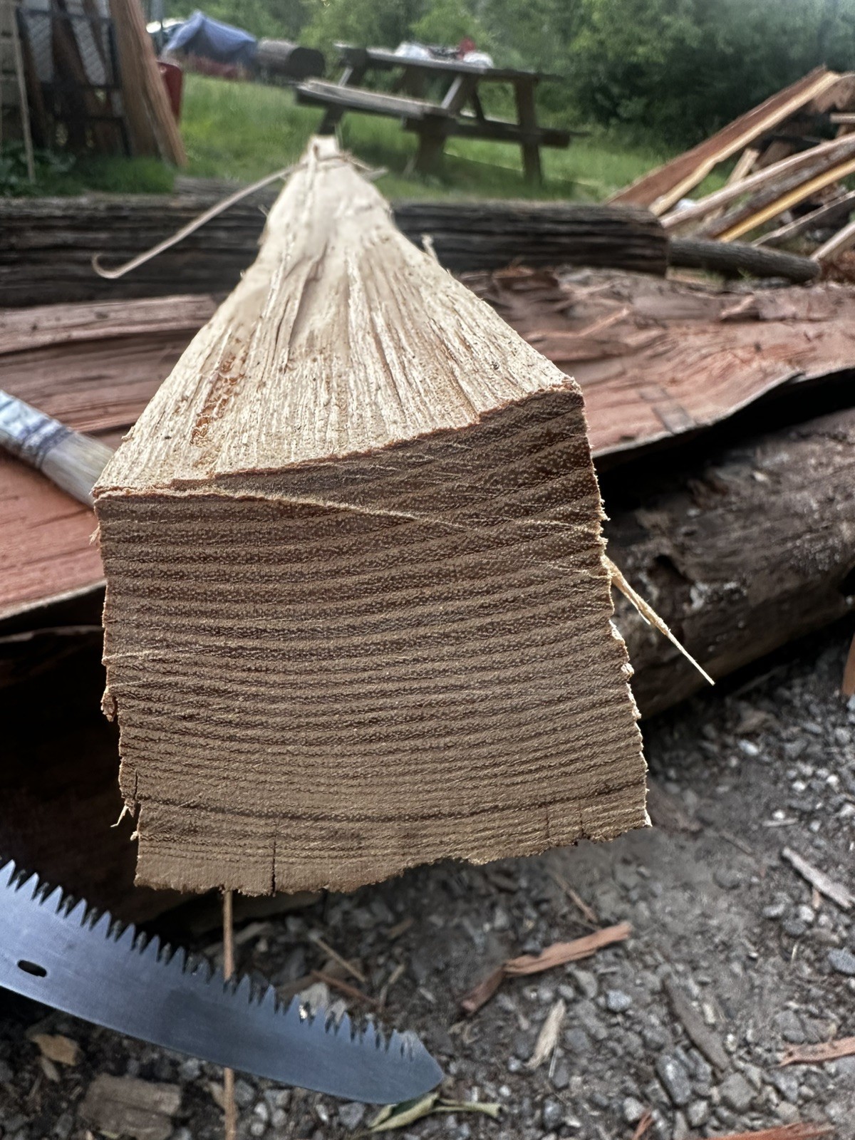 Premium Grade, Aged And Cured Black Locust Bow Staves
