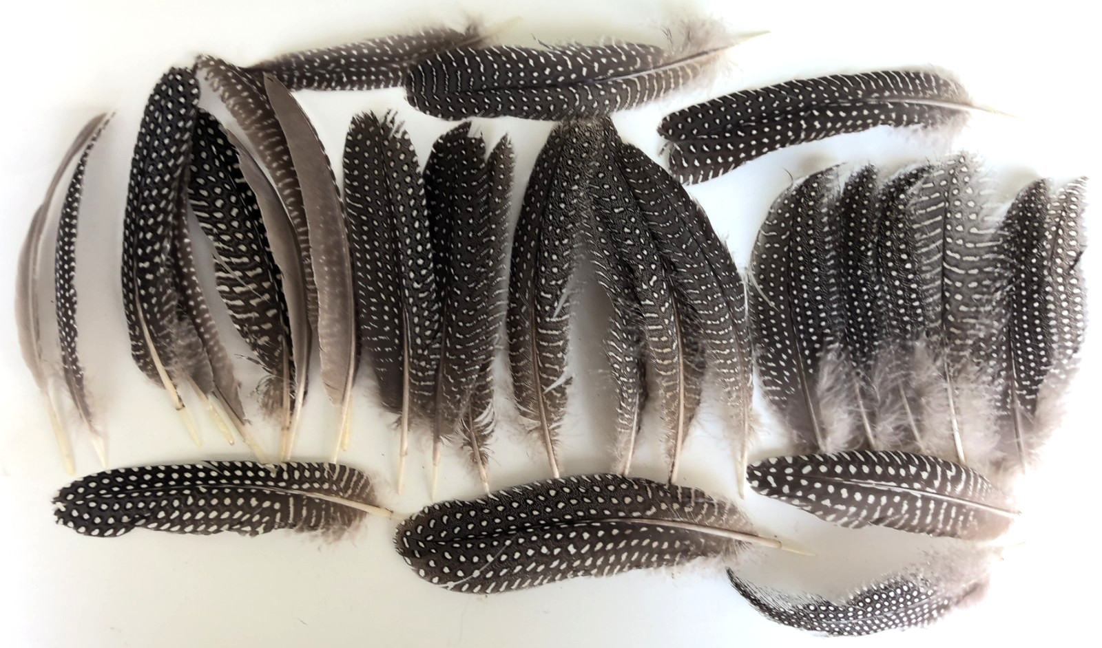 Lot of 29 Pearl Guinea Fowl Wing Tail Quill Feathers ~ 5″ – 7″ Cruelty-Free USA