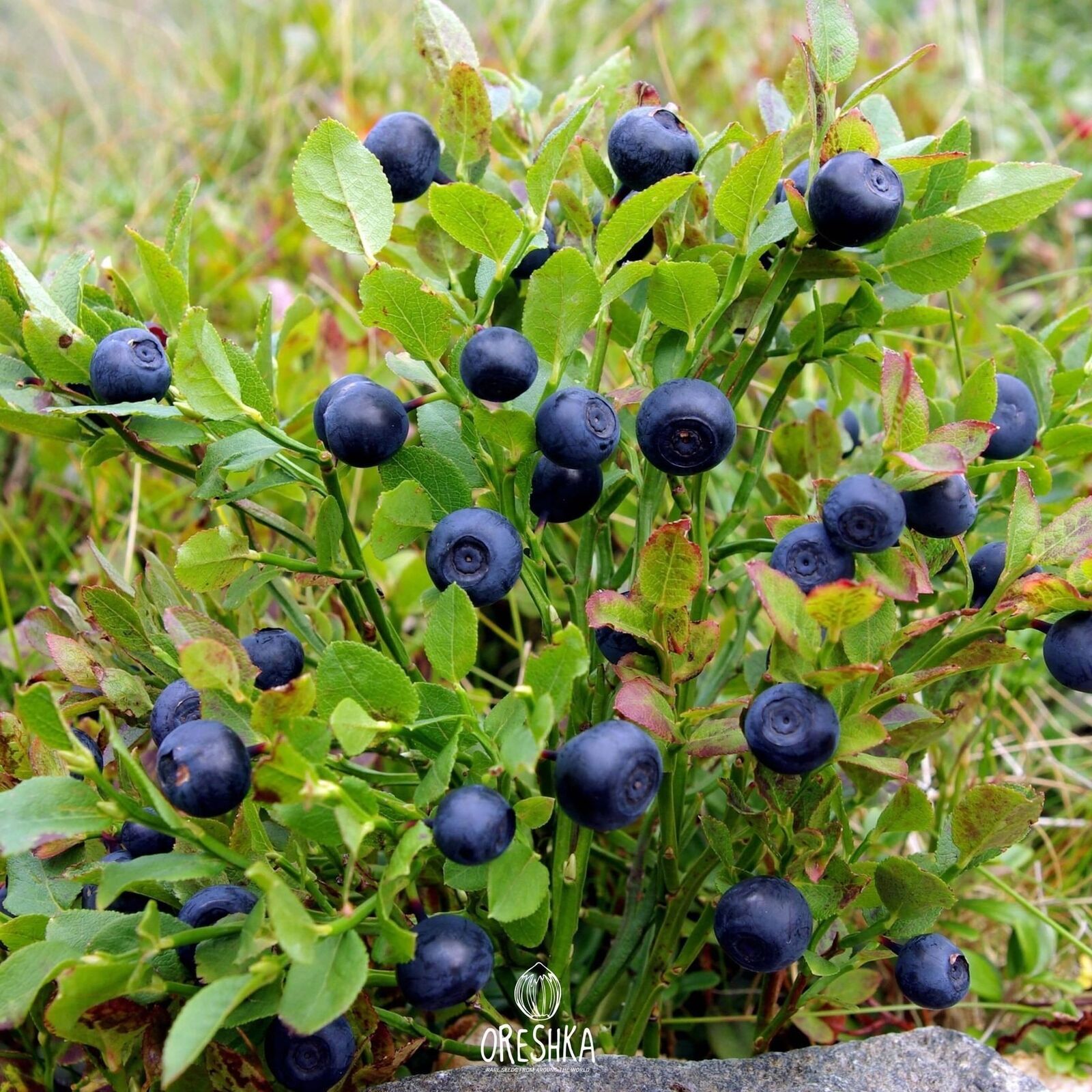 Bilberry seeds (Vaccinium myrtillus) 30 PCS / 300 PCS fresh seeds, organic seeds