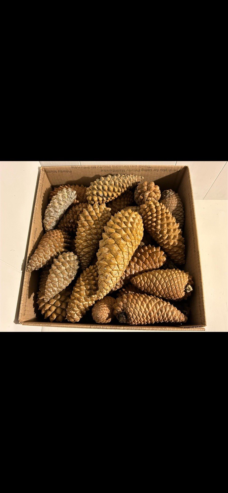 Knob pine cones lot of 20 Various sizes 3”- 7.5”