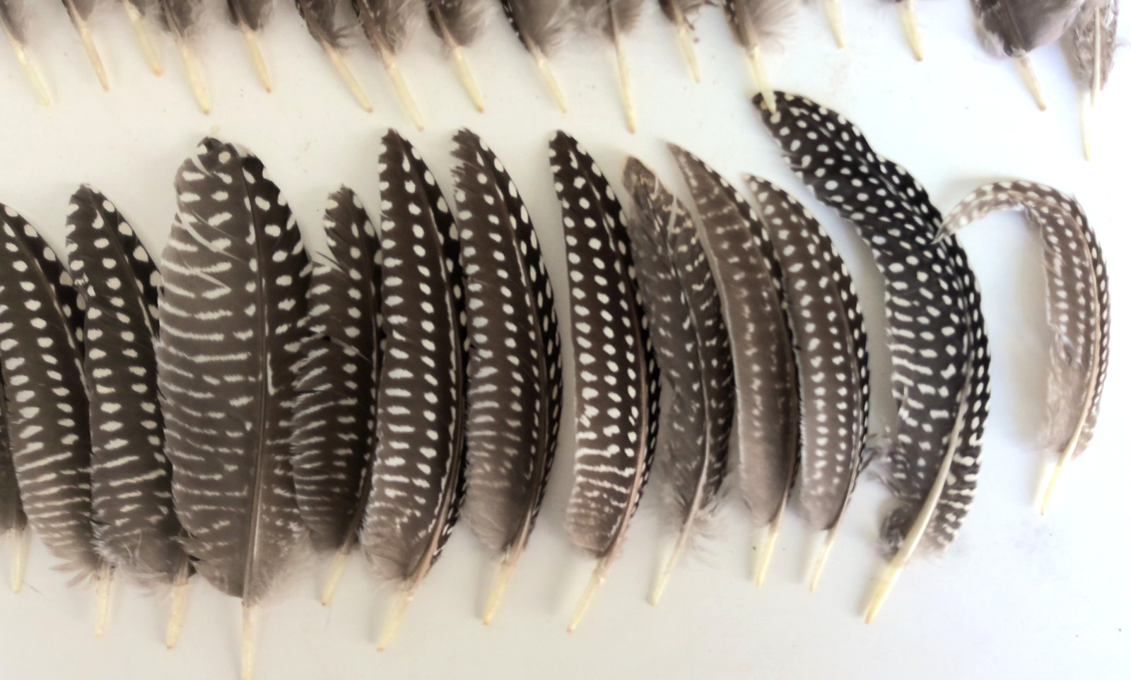Lot of 38 Pearl Guinea Fowl Wing Tail Quill Feathers ~ 3″ – 5″ Cruelty-Free USA