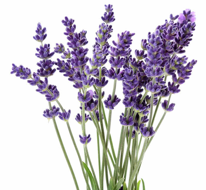 Lavender Essential Oil 100% Pure & Natural by Soapeauty