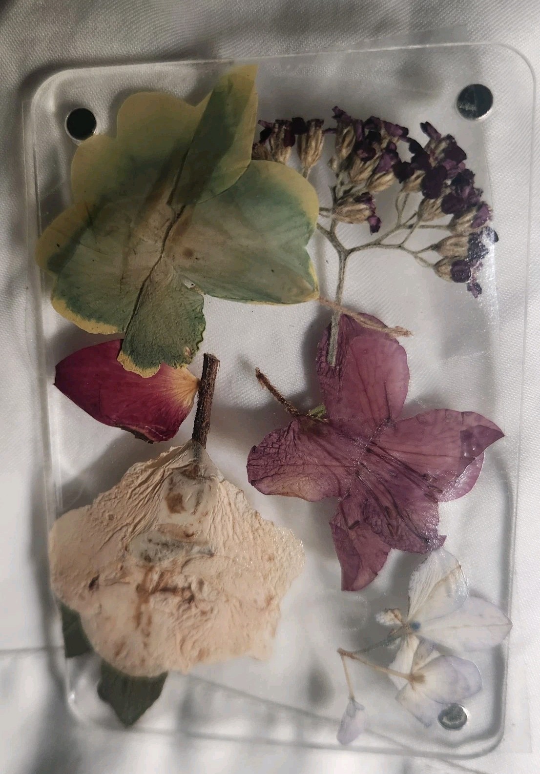 Assorted Pressed Dried Flowers Clear Resin Cards Multiple Plant Parts