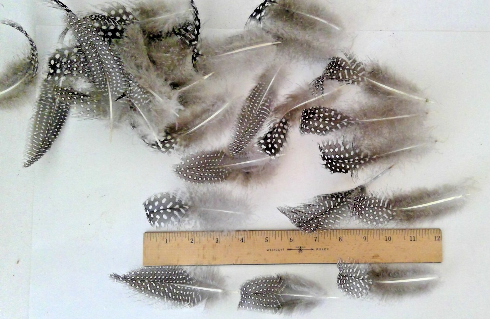 25 Natural Pearl Guinea Fowl Feathers ~4 to 6+ Inches Long Cruelty-Free USA