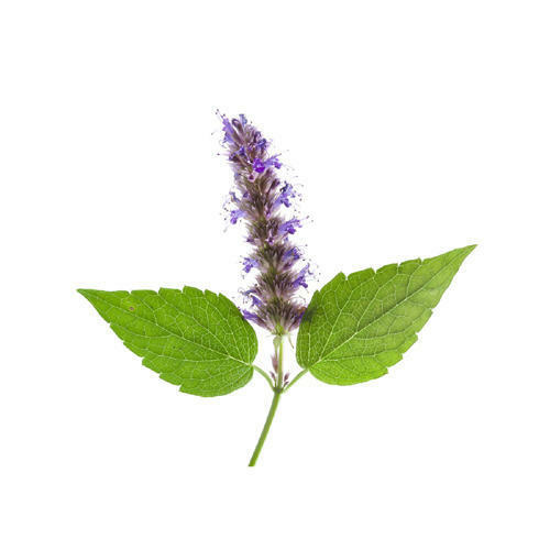 PATCHOULI ESSENTIAL OIL AROMATHERAPY GLASS BOTTLE 0.5 OZ 1 OZ