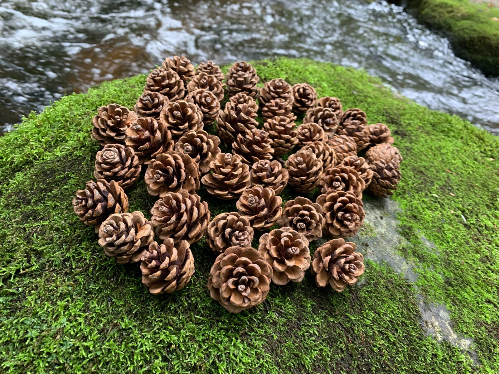 Pine Cones, Smaller, Red Pine, 50 count, Beautiful Brown Cones