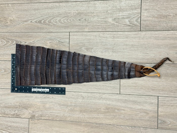 Brown Genuine Alligator Tail Hide Low Grade Leather Skin Gator Croc Belly 438A