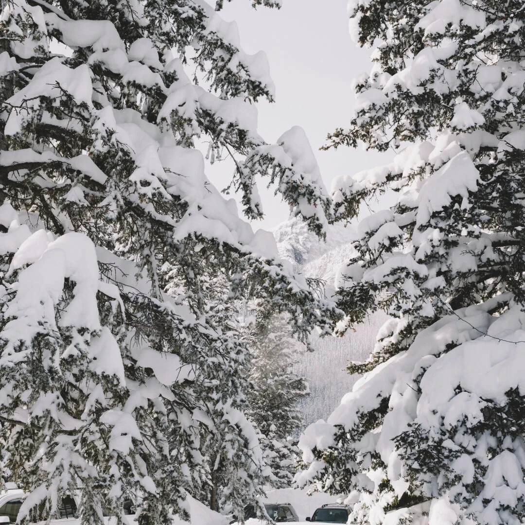 Snow Capped Pine Fragrance Oil for candle/soap making Free Shipping