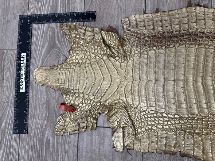 Low Grade Gold Caiman Crocodile belly Hide Leather Skin real alligator Croc 495