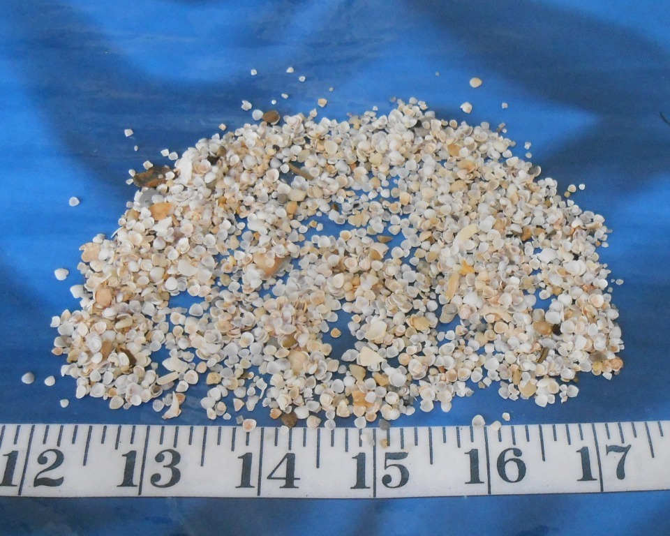 ~ Gem Shells ~ White/Ivory/Purple ~ *UNSORTED* ~ 1 Tbsp ~ Sailor’s Valentines ~